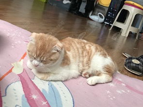 猫咪不爱吃零食？别担心，或许是个省心好事