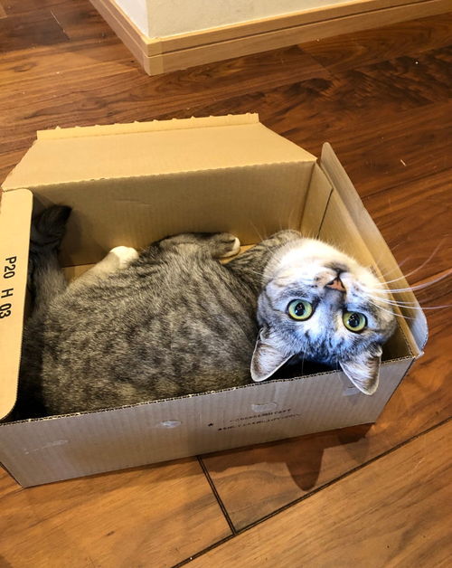 当零食失效时，一个盒子就够了 猫咪百试百灵的趣味奥秘