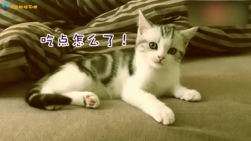 奶油沾了一脸的得意 小猫偷吃客人零食的顶嘴日常