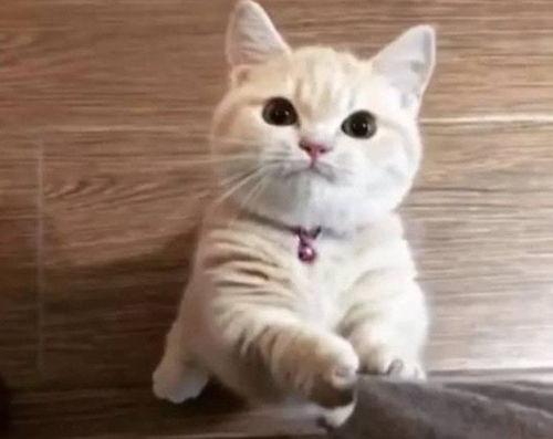 猫猫零食 高傲本能？我看你就是馋我的身子。