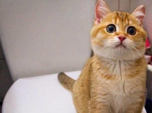 新手养猫不踩雷 猫零食推荐与养猫注意事项全攻略