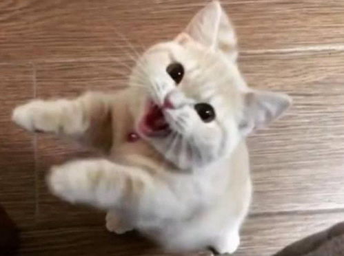 馋猫的尊严 美食当前的猫咪是如何抛弃节操的