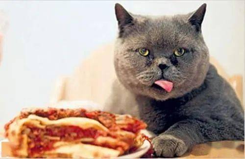 猫咪严选 这些常见食物和零食绝不能碰，铲屎官必须警惕！