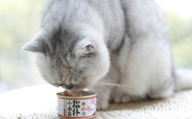 平价养猫福音 美味不贵的猫罐头与零食推荐