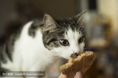 健身路上的小确幸 当无糖全麦面包遇上尖叫猫猫表情包与零食